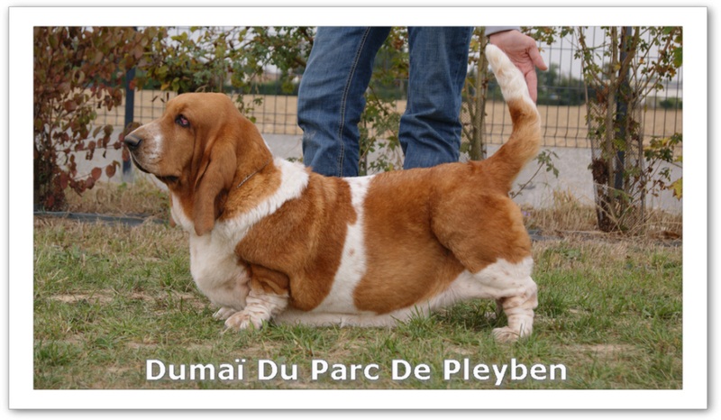 DumaÏ du Parc De Pleyben