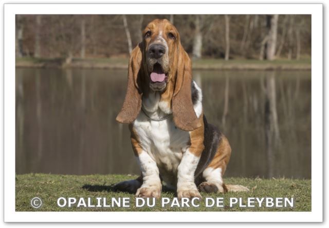 Opaline du Parc De Pleyben