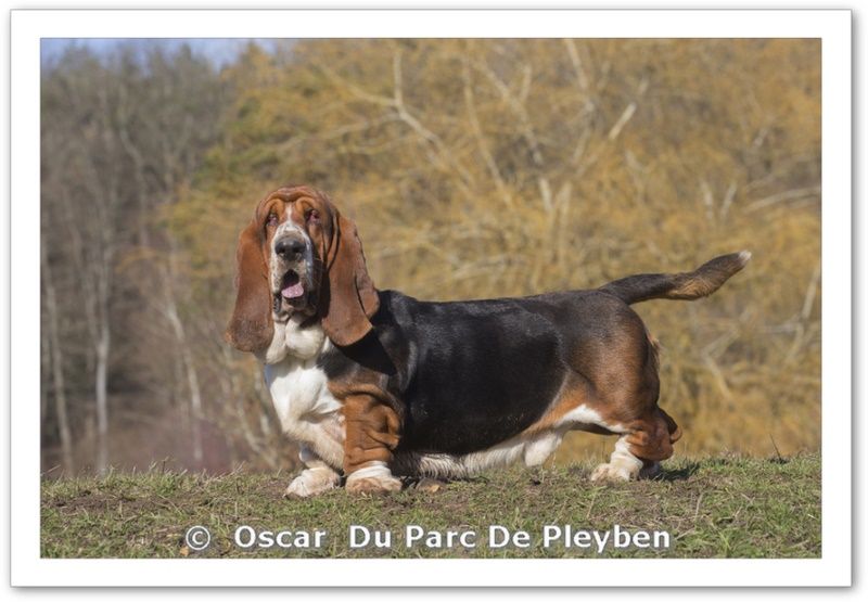 Oscar du Parc De Pleyben