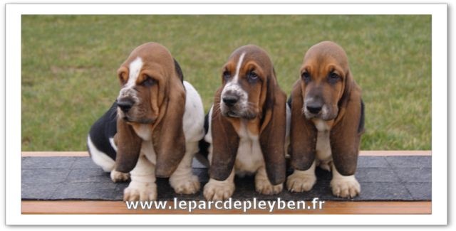 du Parc De Pleyben - Basset Hound - Portée née le 08/12/2012