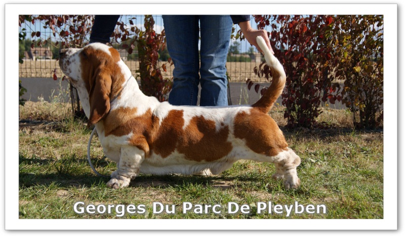 Georges du Parc De Pleyben