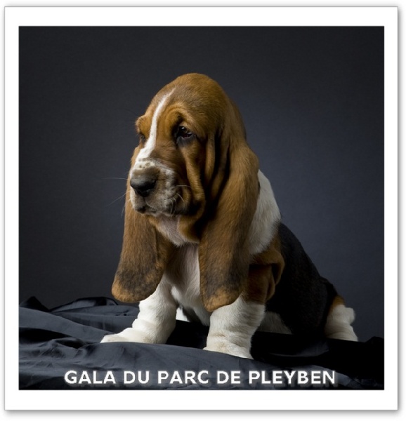 Gala du Parc De Pleyben