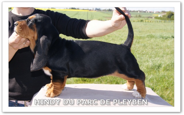 Hindy du Parc De Pleyben