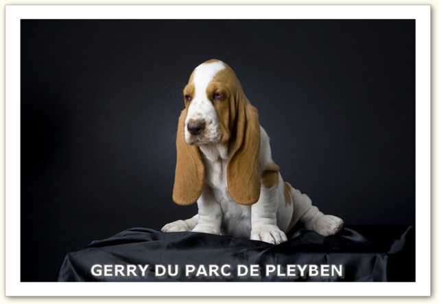 Gerry du Parc De Pleyben