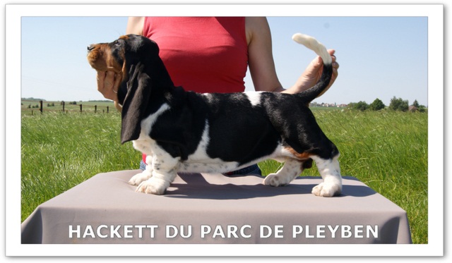 Hackett du Parc De Pleyben
