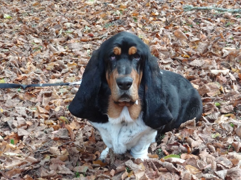Hubert d'angreville du Parc De Pleyben