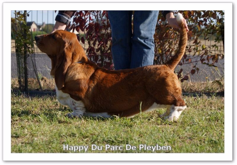 Happy du Parc De Pleyben
