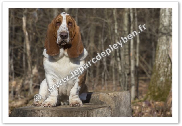 Oxmo puccino du Parc De Pleyben